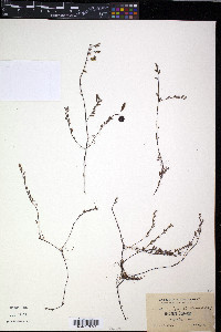 Vaccinium oxycoccos image
