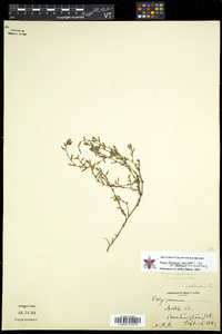 Polygonum aviculare subsp. depressum image