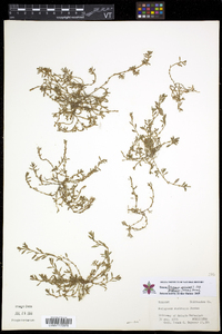 Polygonum aviculare subsp. depressum image
