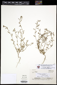 Polygonum aviculare subsp. depressum image