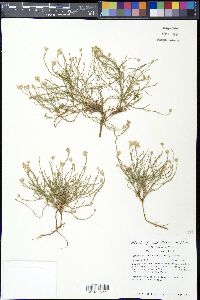 Chaetopappa ericoides image