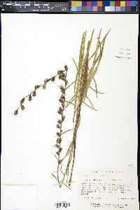 Liatris virgata image