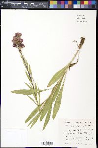 Liatris ligulistylis image