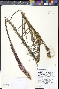Liatris pycnostachya image