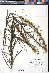 Liatris spicata var. spicata image