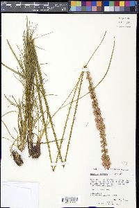 Liatris spicata image