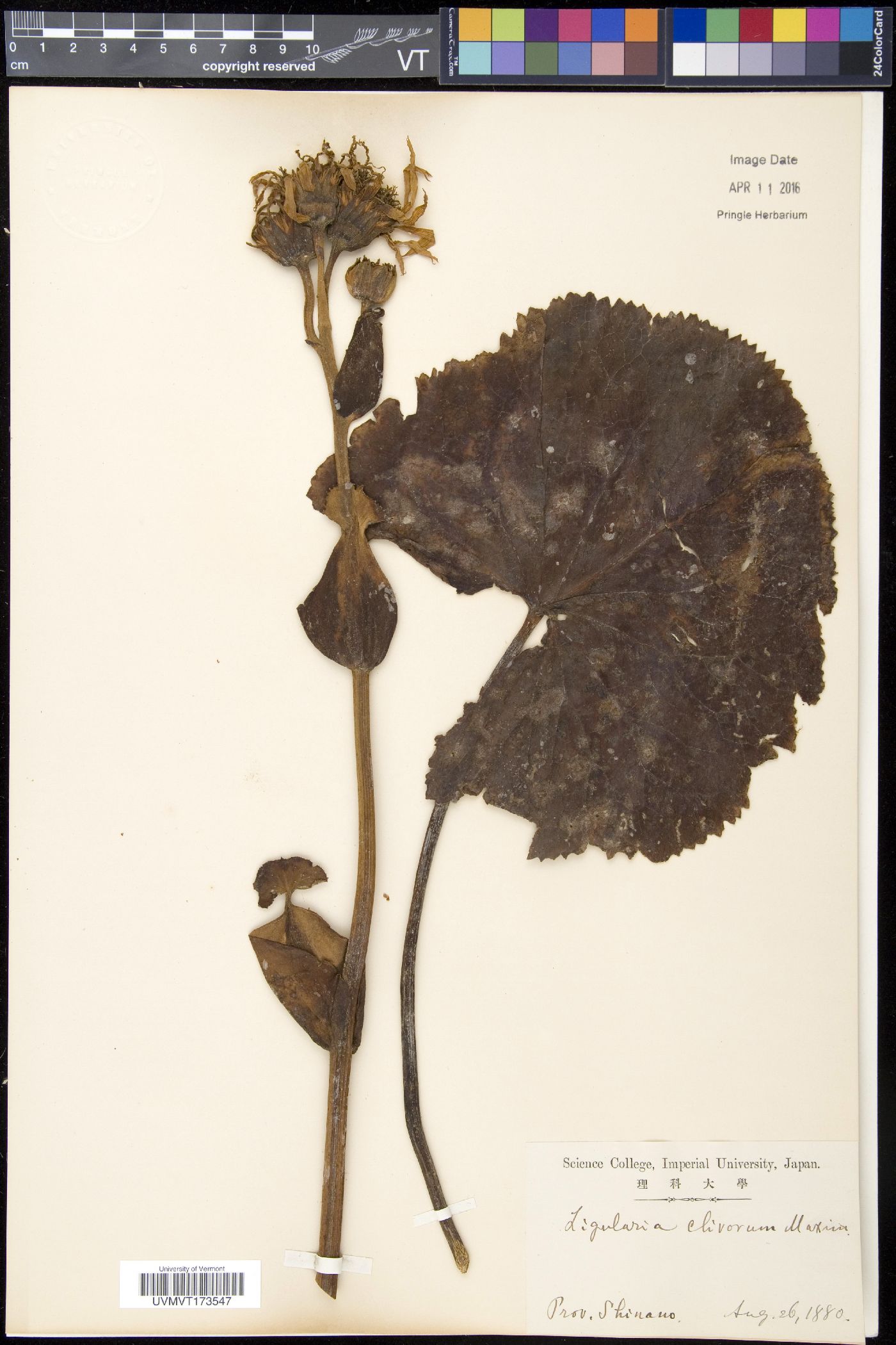 Ligularia dentata image