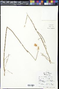 Lygodesmia texana image
