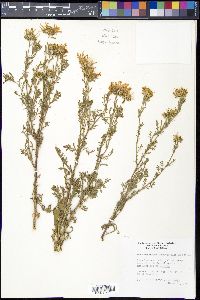 Machaeranthera tanacetifolia image