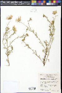 Machaeranthera tanacetifolia image