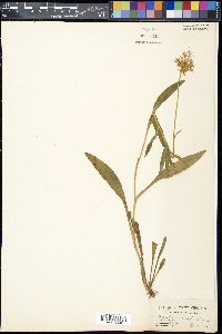 Marshallia grandiflora image