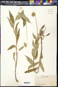 Marshallia trinervia image