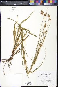 Marshallia graminifolia subsp. graminifolia image
