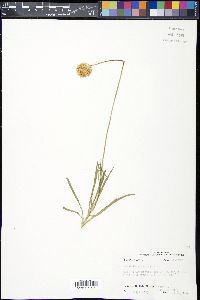 Marshallia caespitosa image
