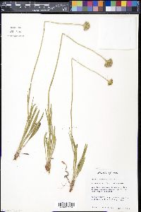 Marshallia caespitosa image