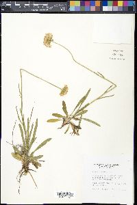 Marshallia caespitosa image