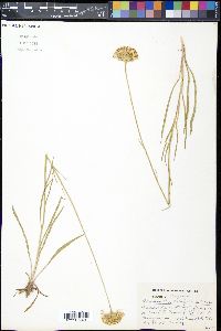 Marshallia caespitosa image