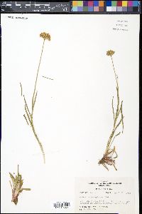 Marshallia caespitosa image