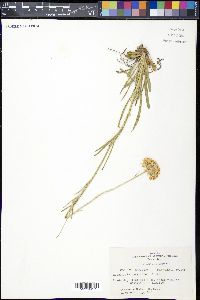 Marshallia caespitosa image