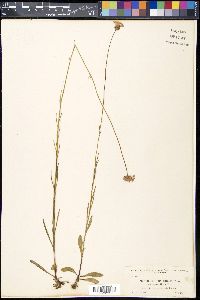 Marshallia graminifolia subsp. tenuifolia image