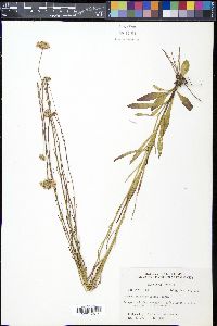 Marshallia graminifolia subsp. tenuifolia image
