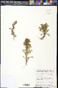 Matricaria discoidea image