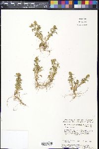 Matricaria discoidea image