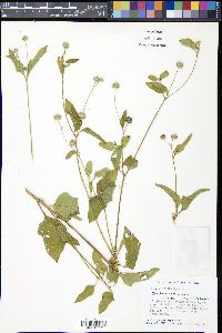 Melanthera nivea image