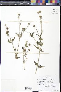 Melanthera aspera image
