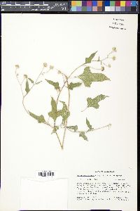 Melanthera aspera image