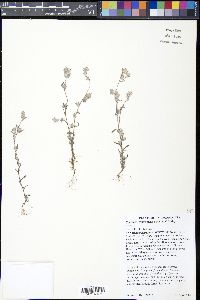 Micropus californicus image