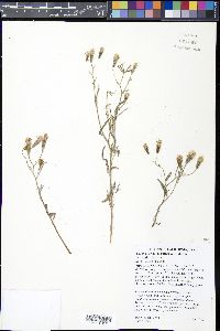 Palafoxia arida image