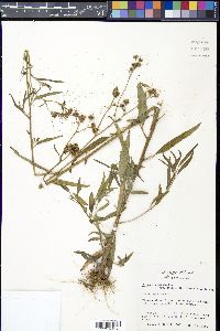 Palafoxia texana image
