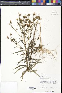 Palafoxia reverchonii image