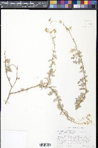 Parthenium confertum image