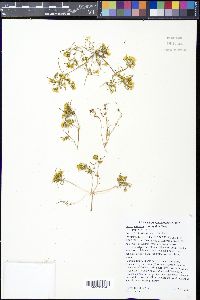 Pectis papposa image