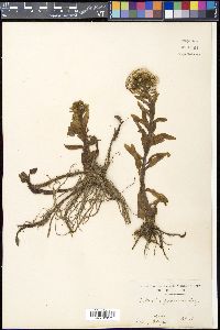 Petasites japonicus image