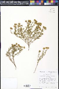 Picradeniopsis woodhousei image
