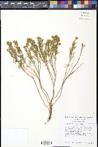Picradeniopsis woodhousei image
