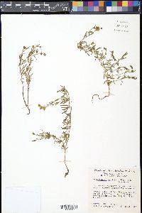 Picradeniopsis woodhousei image