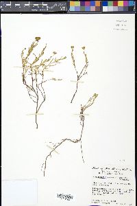 Picradeniopsis woodhousei image