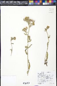 Picris echioides image