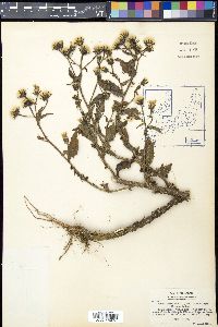 Picris hieracioides image