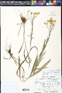 Pityopsis graminifolia image