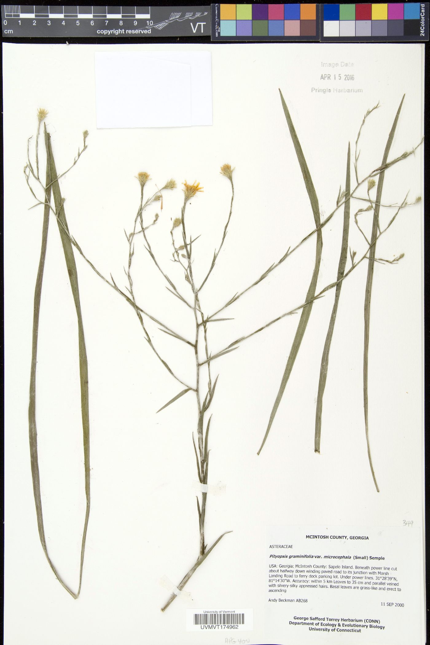 Pityopsis image
