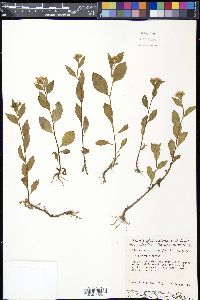 Pluchea odorata image