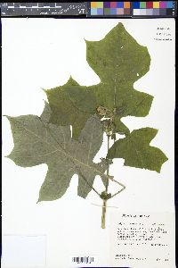 Polymnia canadensis image