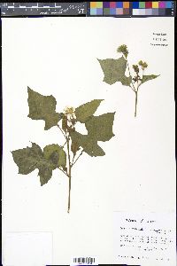 Polymnia canadensis image