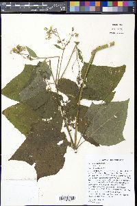 Polymnia canadensis image