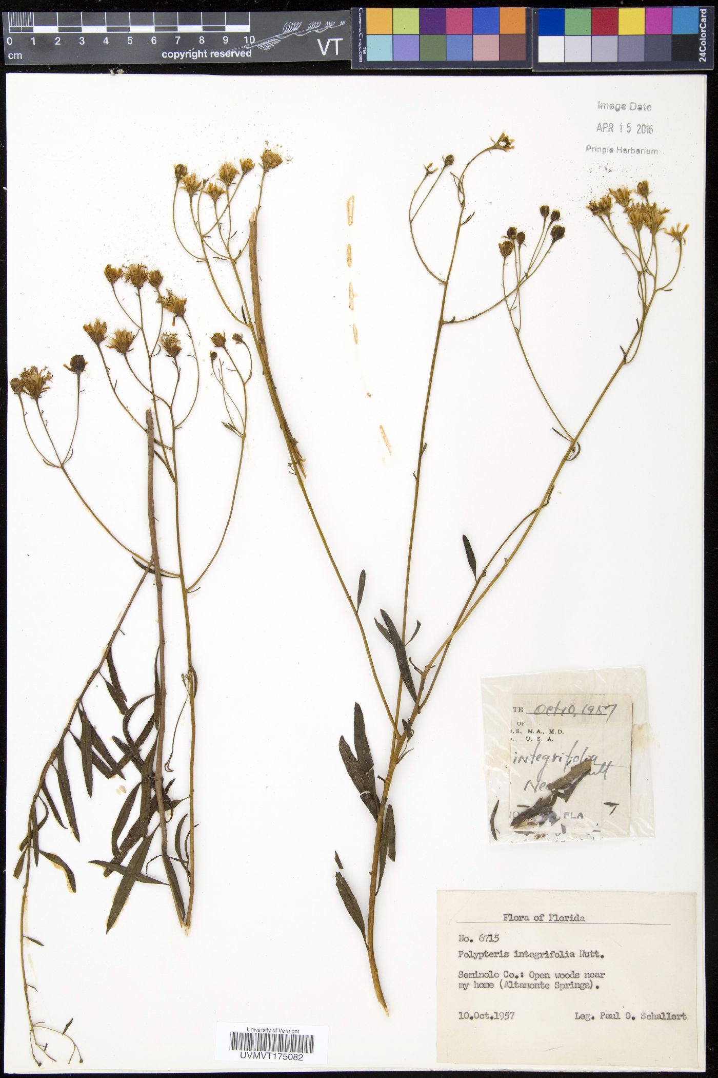 Polypteris image